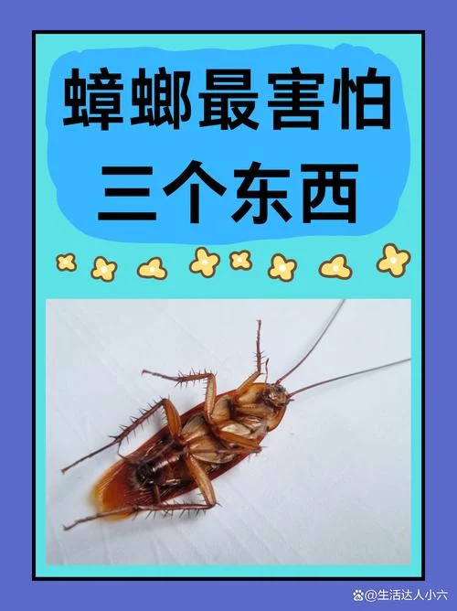 女人梦见蟑螂什么预兆-女人梦见蟑螂的预兆