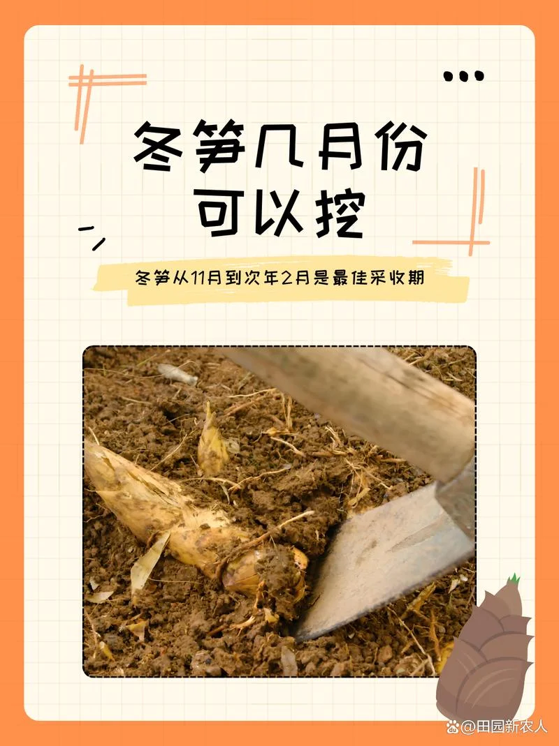 冬笋几月份有_1
