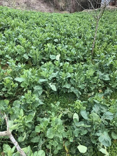 板蓝根一亩地投入多少_2