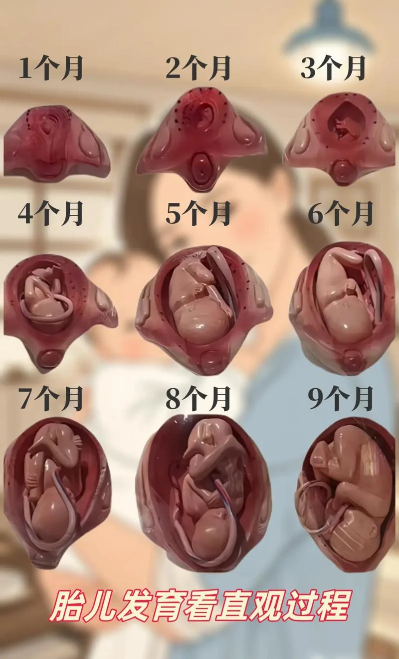 怀孕21周胎儿有多大了_2