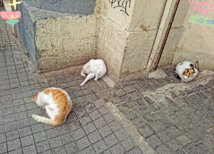女人梦见很多病猫_2