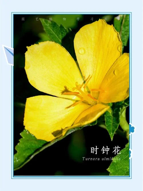 梦见开花啥意思-梦见开花寓意吉祥