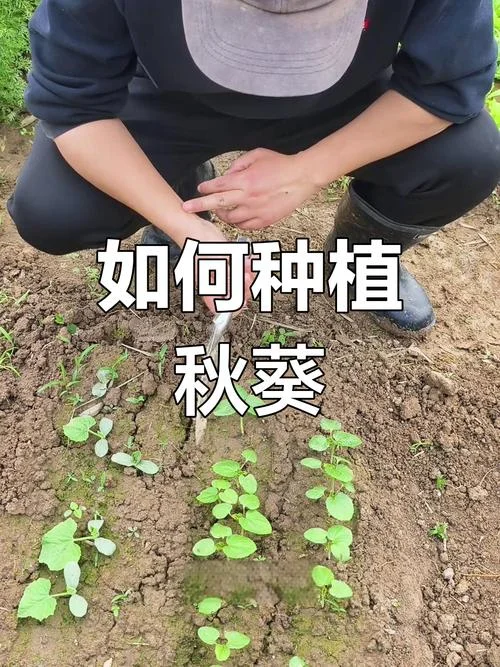 种一亩地秋葵需要多少株苗_2