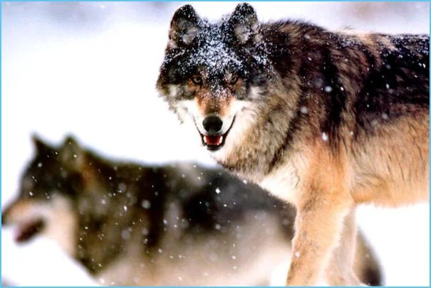 梦见被狼追赶逃命-梦狼追杀逃命