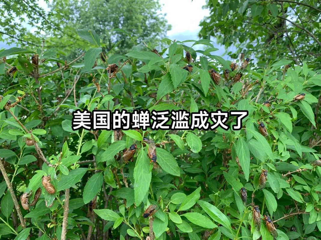 蝉的作者是美国的谁_1