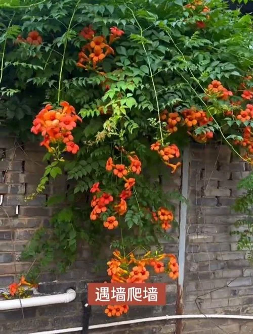 梦见爬墙-梦见攀爬墙壁