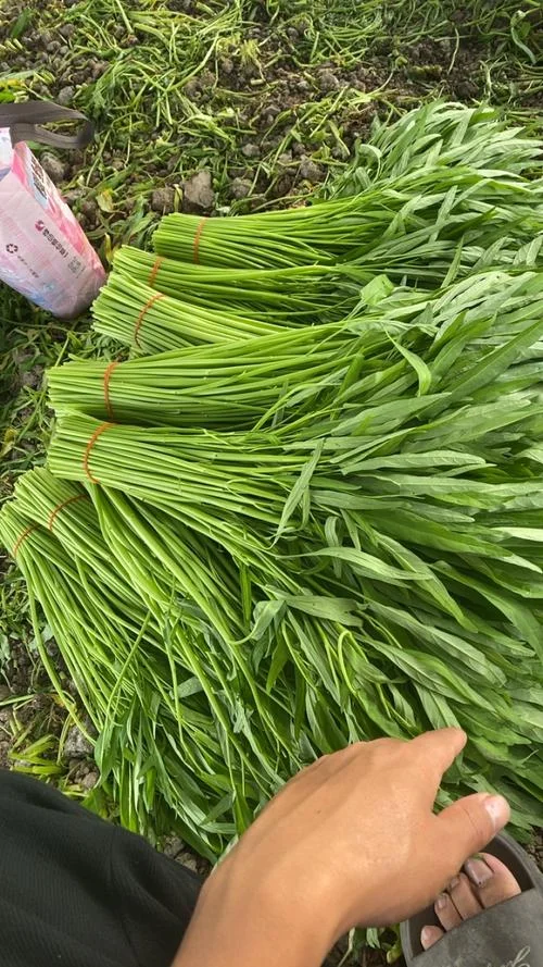 空心菜种植一亩多少钱_2