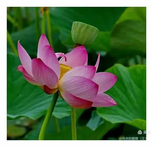 一任罗衣透体寒出自_2
