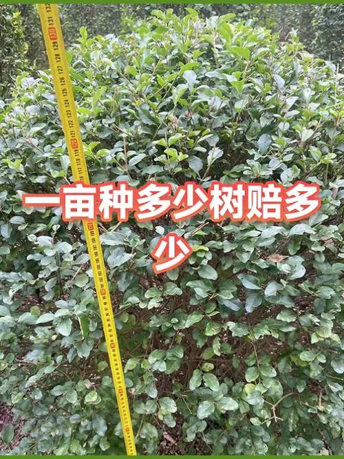 一亩地种多少棵苹果树-一亩地种多少棵苹果树