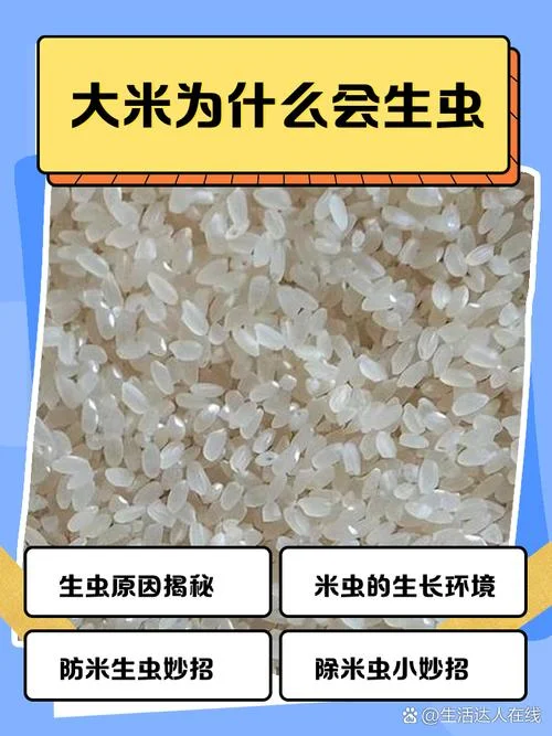 梦见米里面有好多虫子-