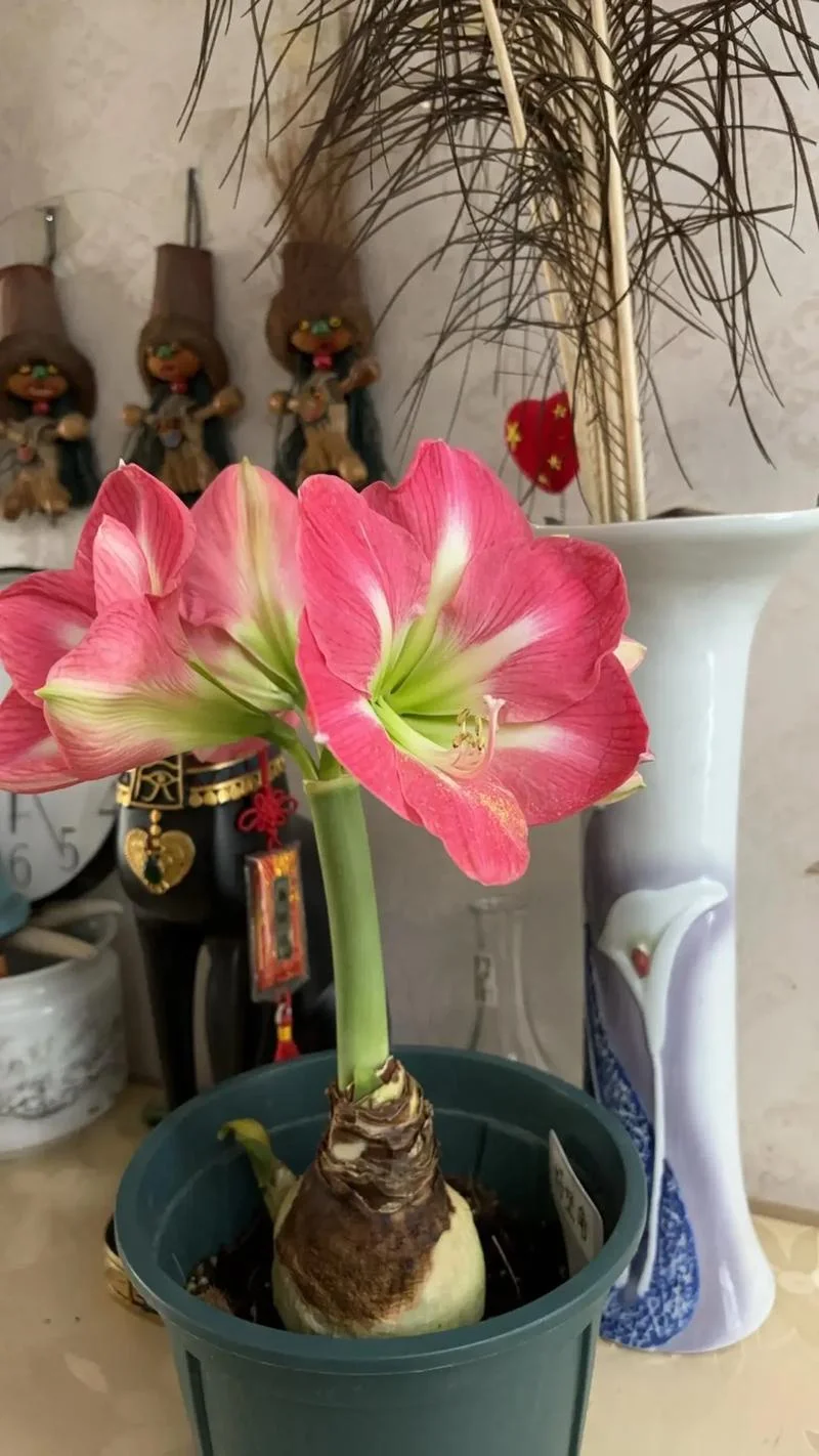 梦到好多花要开了_1