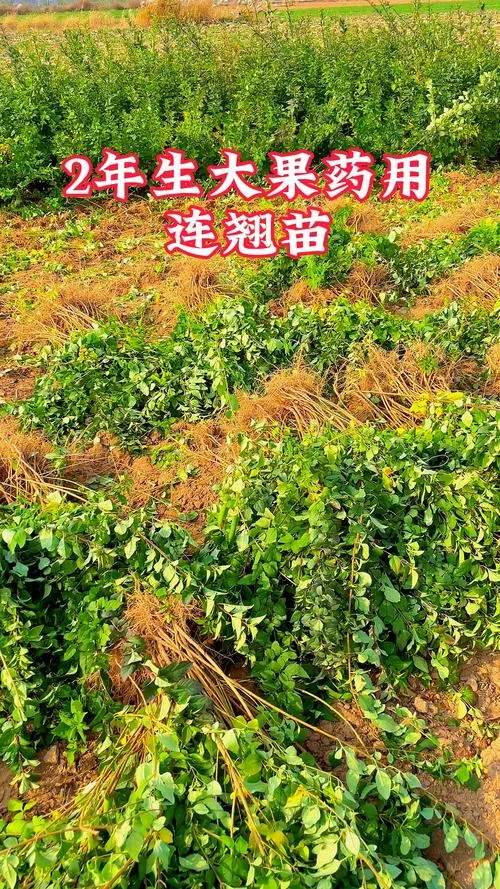 连翘一亩地种植多少棵_2