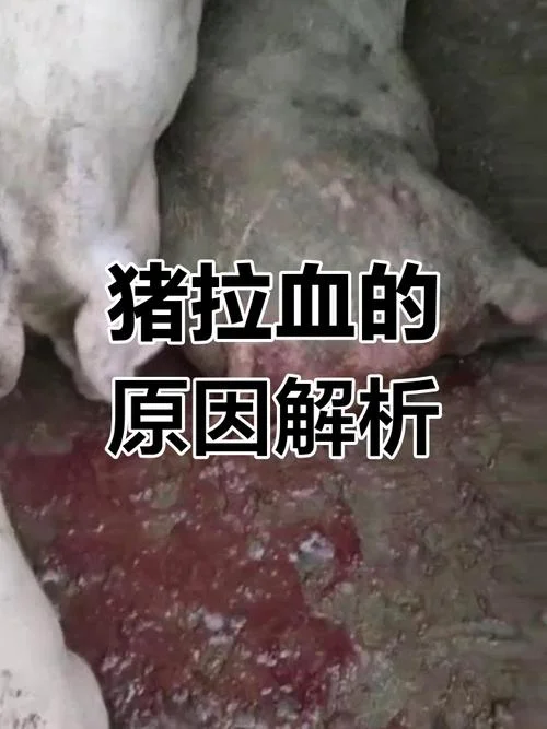 梦见死猪有血-梦死猪流血