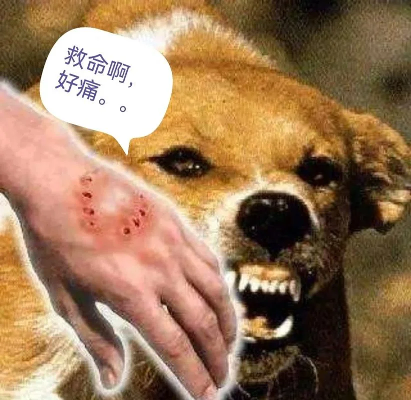 梦见狗要咬我什么意思_2