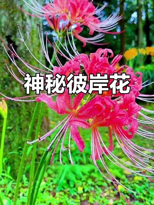 彼岸花开不见叶下一句_2