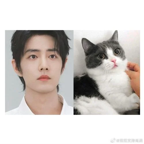 肖战的猫咪叫什么名字_2