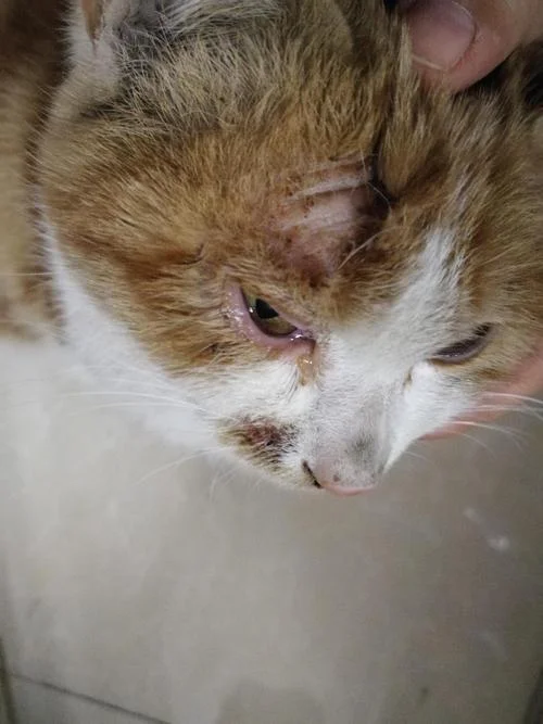 梦见好多猫是什么意思周公解梦_1
