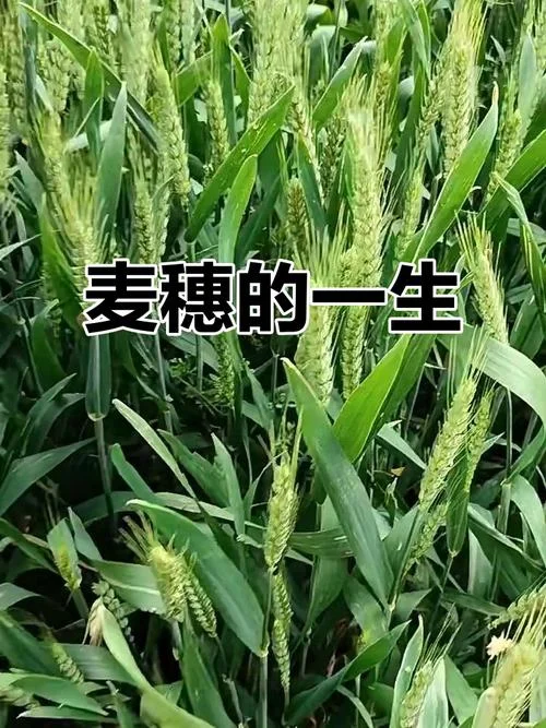 麦穗的故事出自哪里_2