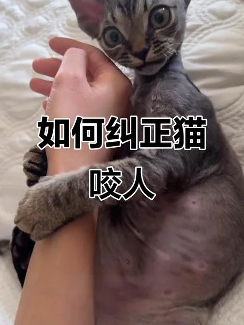 梦到猫咪咬人代表什么-梦见猫咬人的预兆