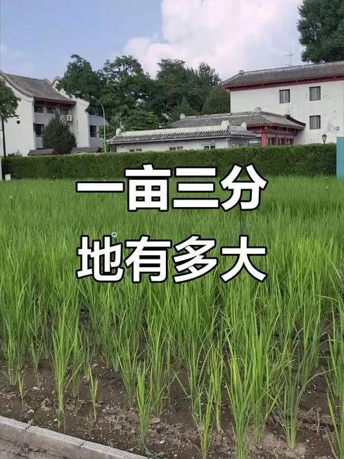 一公亩是多少亩地_1