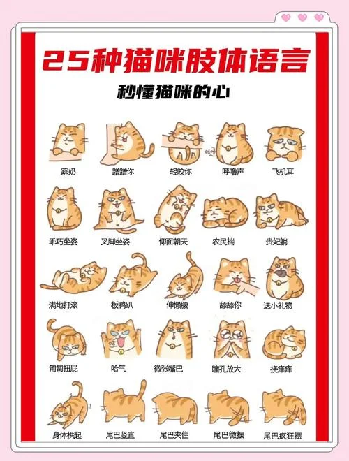 猫中哈士奇下一句_1
