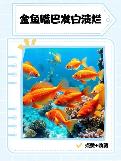 金鱼水草腐烂怎么办-金鱼水草腐烂处理