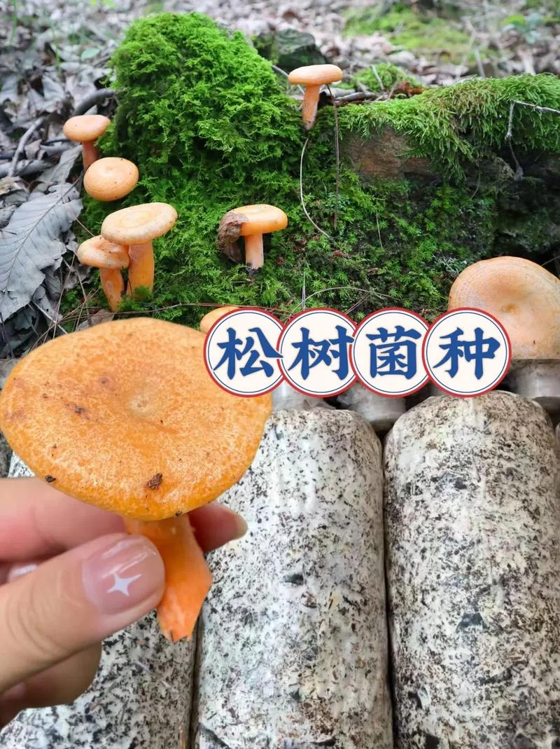 松树蘑菇长在几月_1
