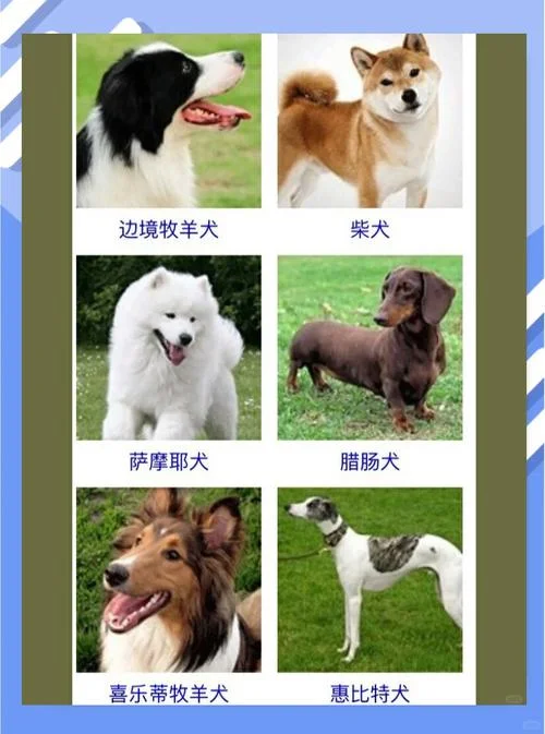 狗的种类大全介绍-狗的种类大全介绍