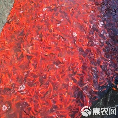 孕妇梦见红鲤鱼生男孩_2