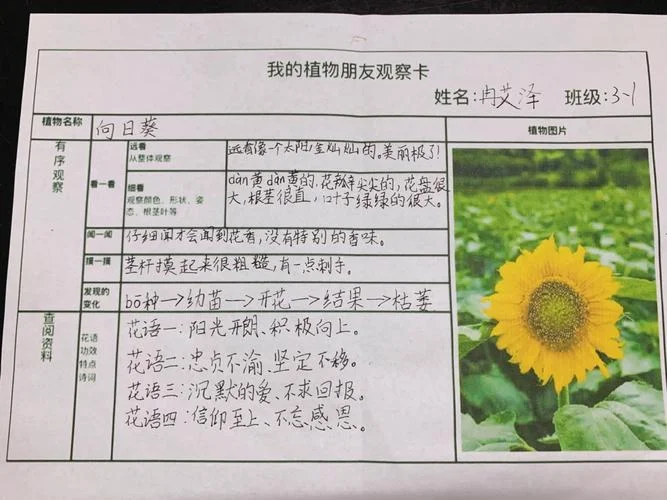 观察卡怎么写_1