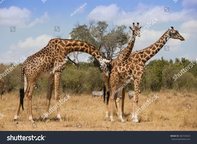 giraffes翻译叫什么_1