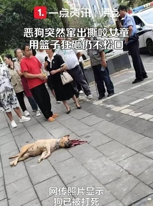 梦到被黑狗咬手_1