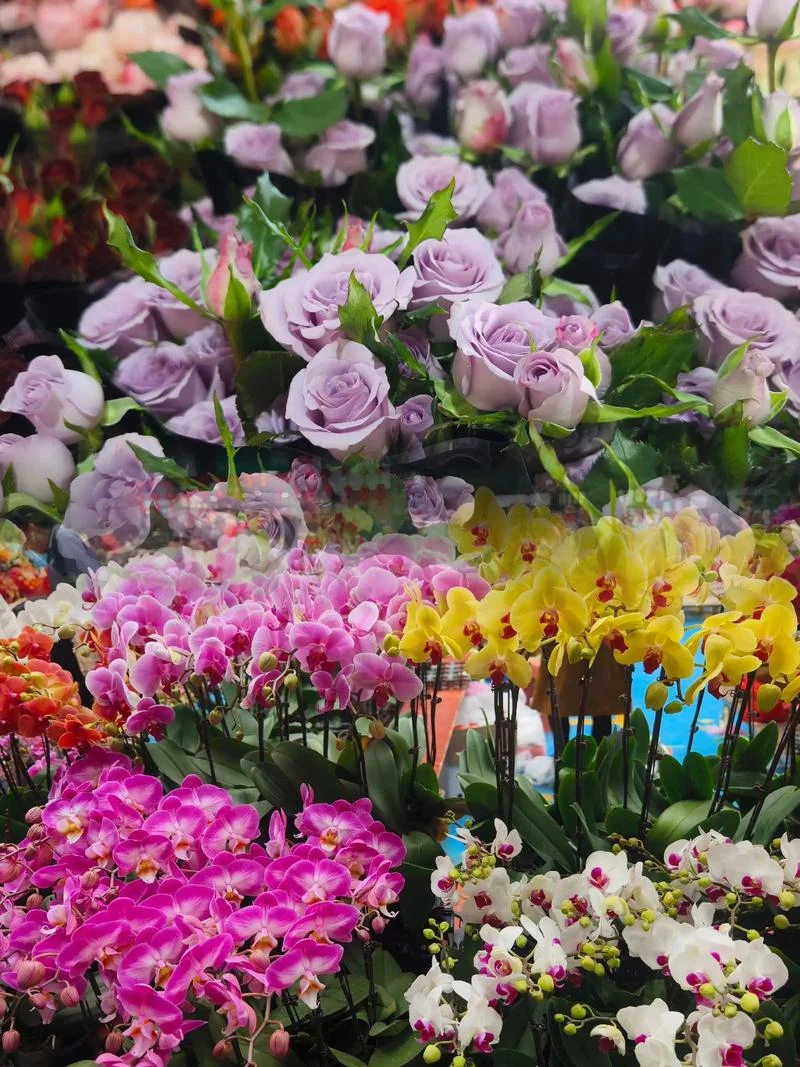 昆明市市花是哪个-昆明市花是昆明。