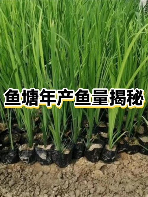 一亩鱼塘大概补偿多少-鱼塘补偿估算一亩