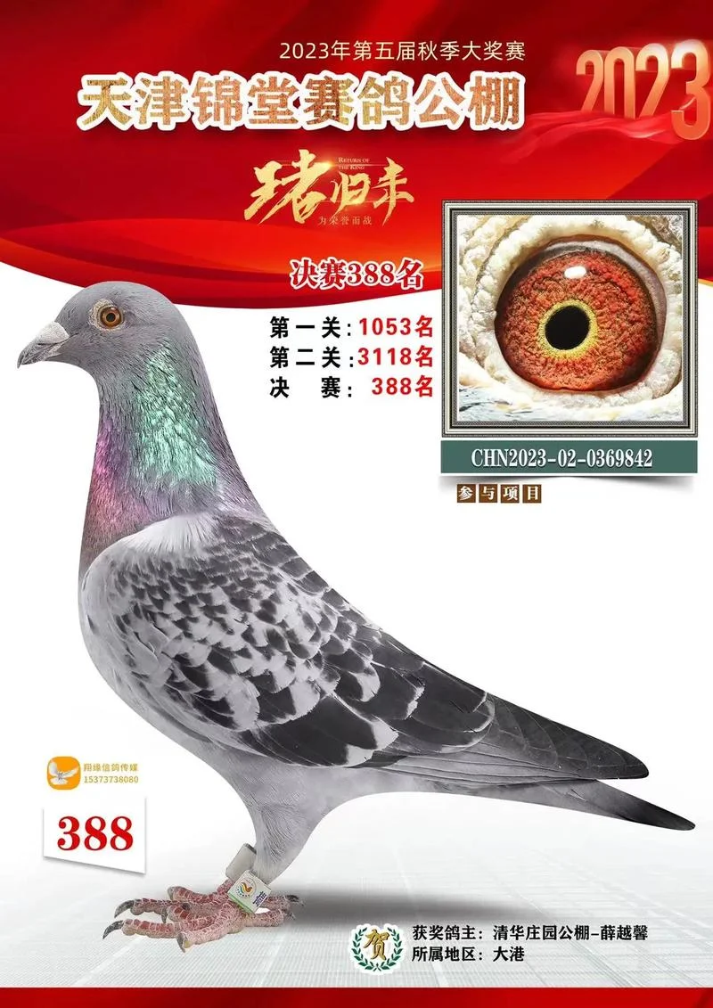 吉祥赛鸽俱乐部成绩_1