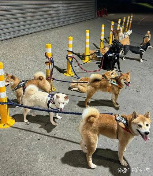 梦见好多狗_2
