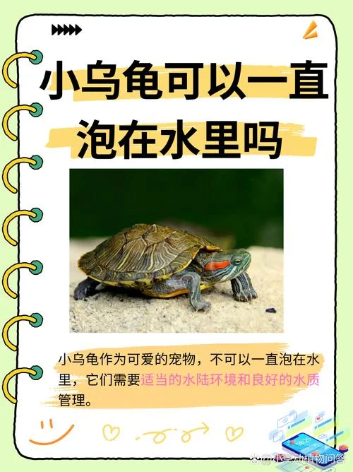 梦见水里好多乌龟-水中多只乌龟梦
