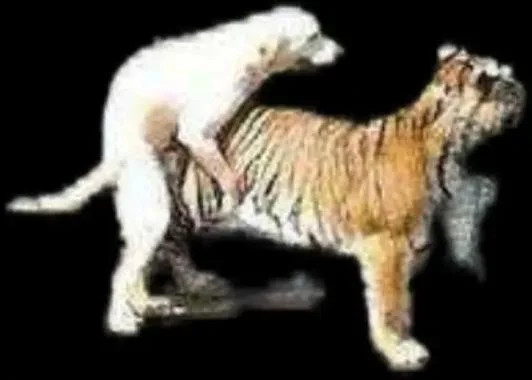 虎落平阳被犬欺的下一句是什么_1