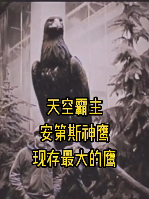 老鹰有多大了_1