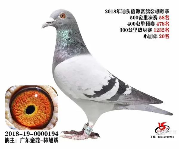 金龙工棚加战成绩2015_2