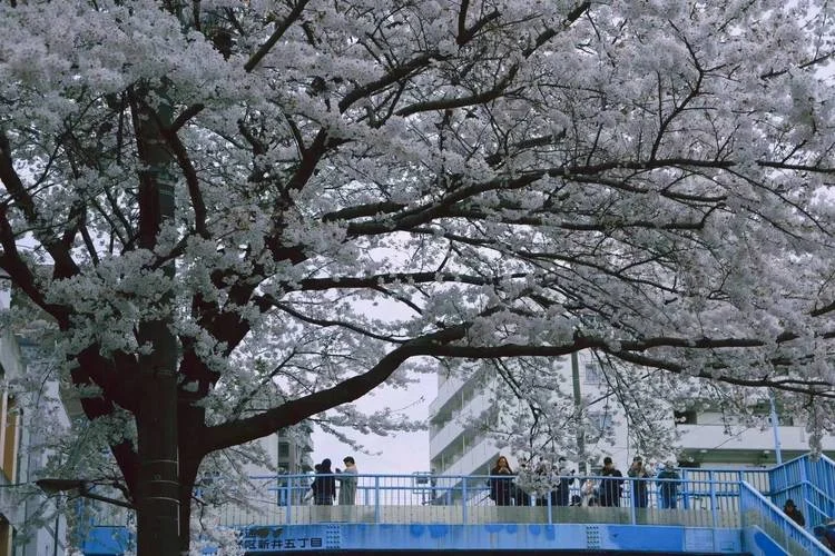 日本樱花大学在哪-日本樱花大学在哪里