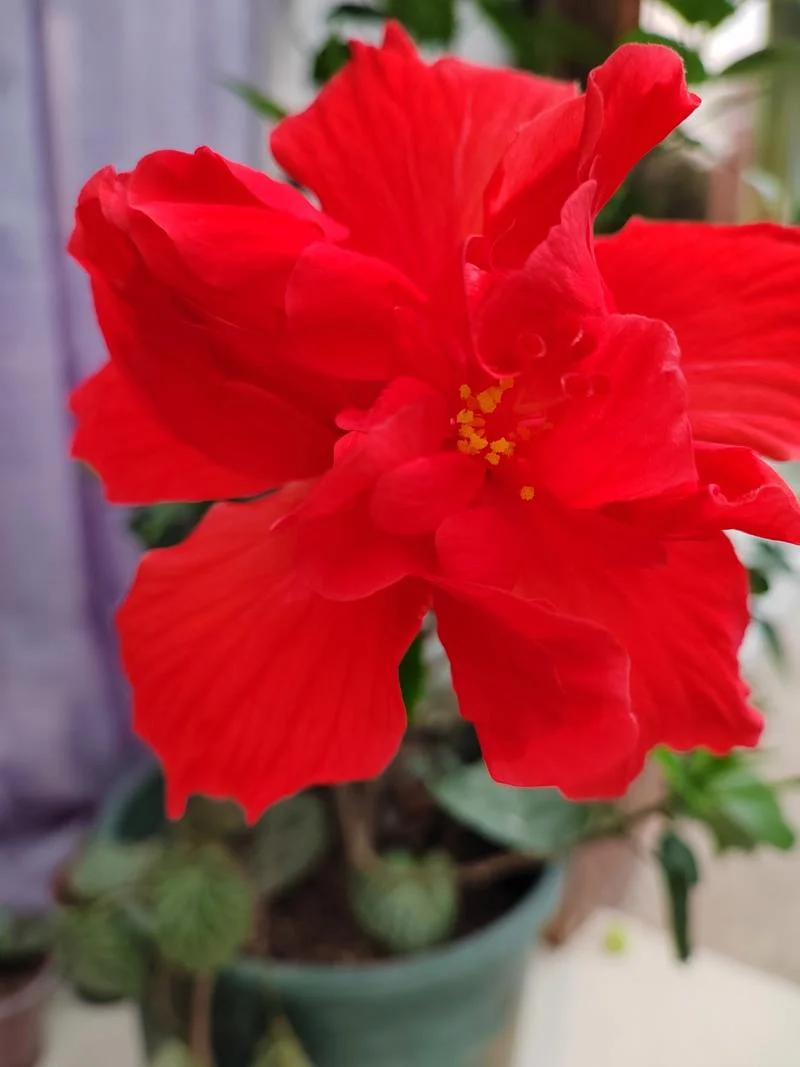 花红又叫什么_1