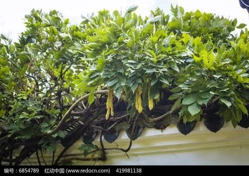 瓦上长的植物叫什么_2