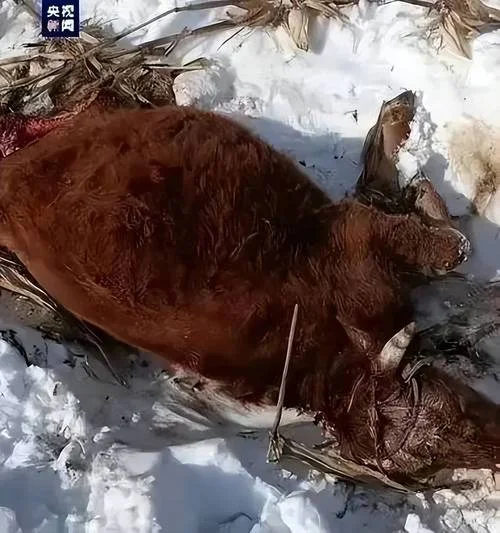 梦见牛死得很惨_1