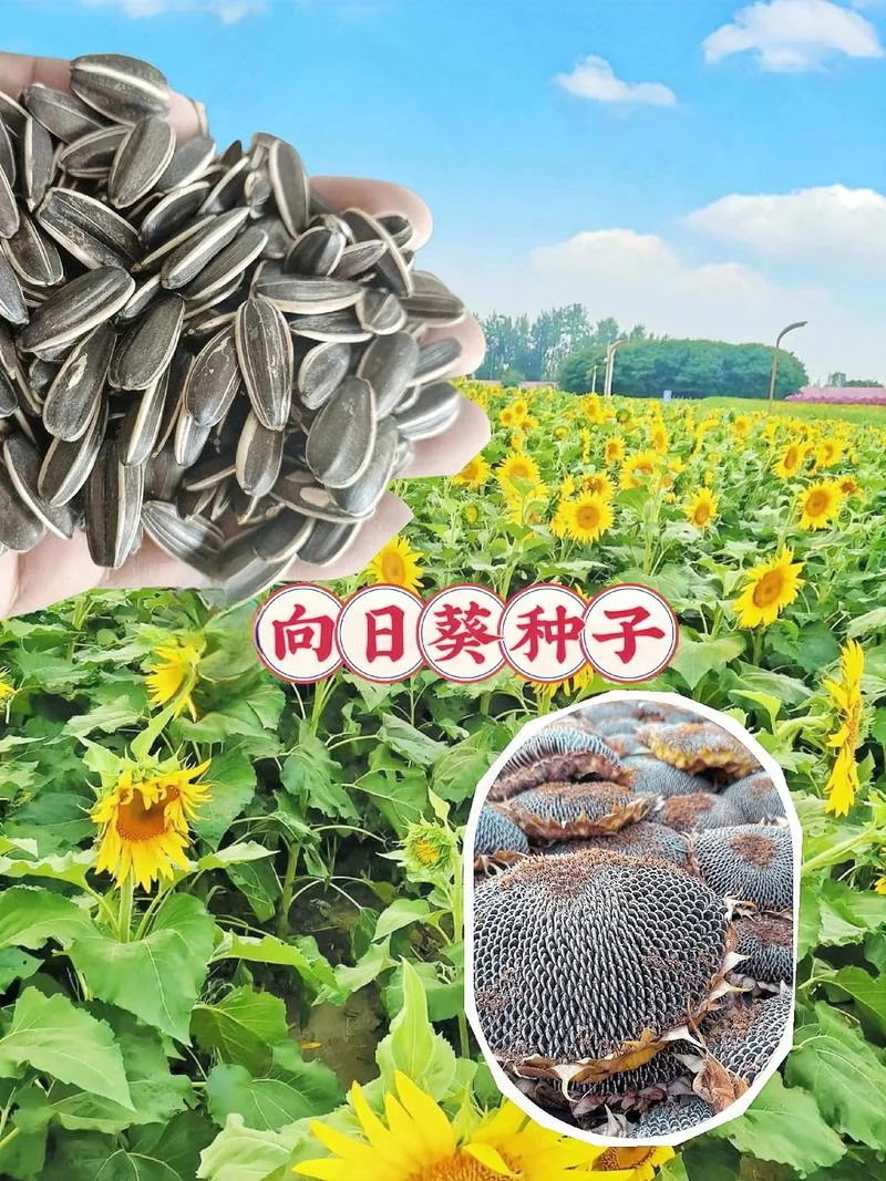 梦到好多向日葵瓜子_1