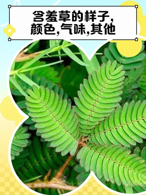含羞草介绍200字-含羞草简介