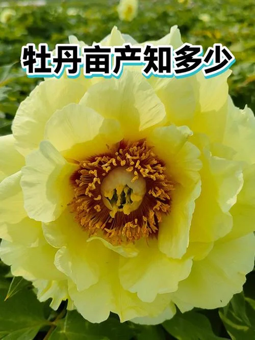 牡丹一亩地种植多少株_2