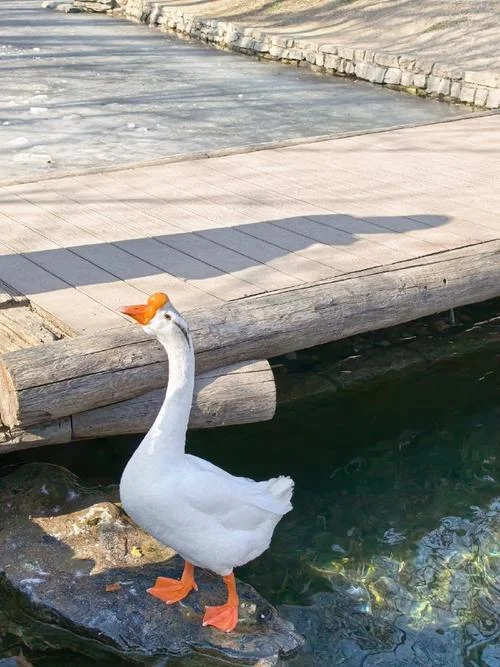春江水暖鸭先知是几月份_1