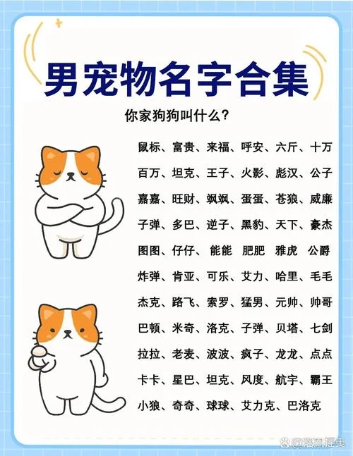 宠物店起名字大全免费_1