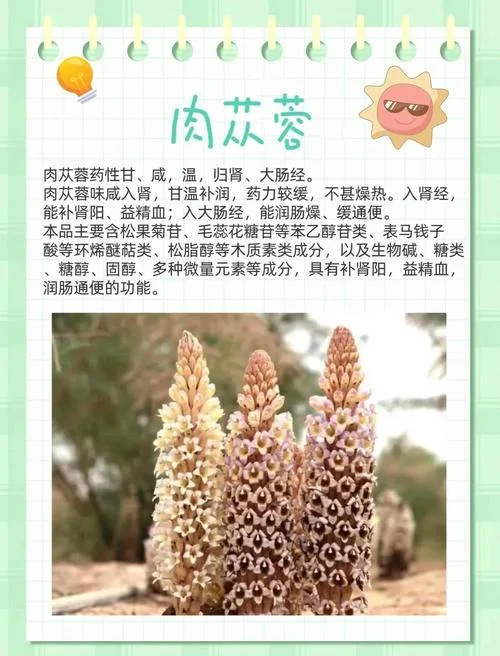 阿拉善肉苁蓉几月份成熟_1